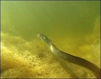 O a lieu la ponte des anguilles qui vivent dans nos cours d'eau ?