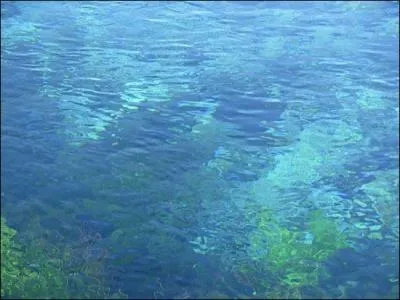 Quels animaux sont particulirement utiles pour purer l'eau ?