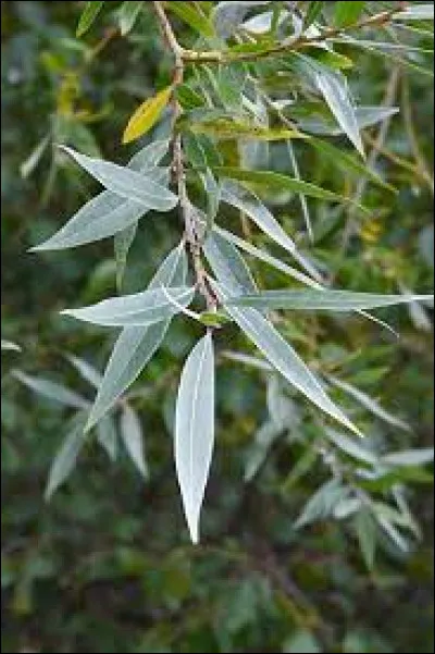 Pour soulager leurs douleurs, Sumériens et Grecs utilisaient déjà la sallicine, la molécule à la base de l'aspirine, ils la trouvaient à l'état naturel dans...