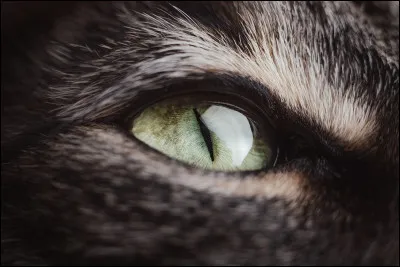 Quelle est la couleur des yeux de votre animal ?