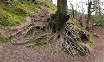 Quelle lettre faut-il remplacer pour obtenir un vol ?
