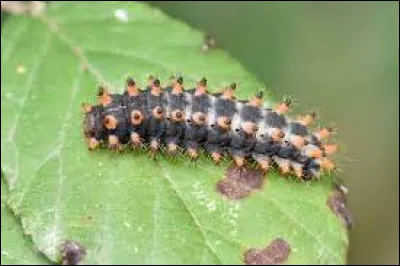 Quelle lettre faut-il remplacer pour obtenir le bas de la jambe ?