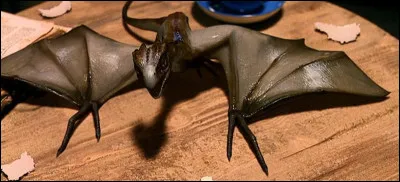 De quelle espèce de dragon est Norbert ? (chapitre 14)