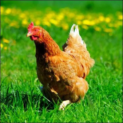 Lequel de ces gallinacés cacabe quand il crie ?