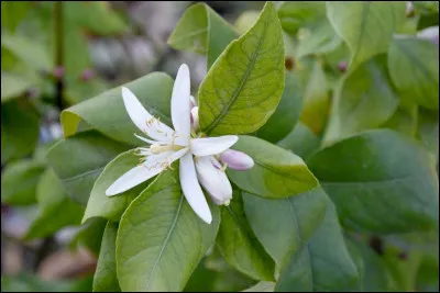 Sur la photo, c'est une fleur de citronnier qui est représentée.