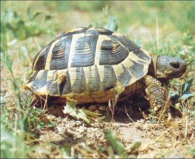 Quelle est la distance parcourue par une une tortue en une heure ?