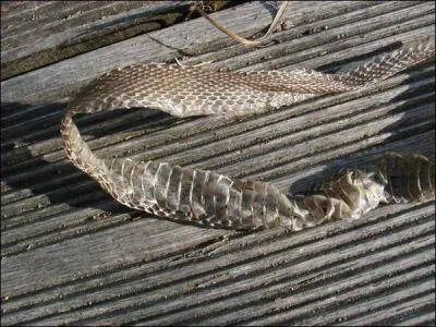 Que se passe-t-il quand un reptile mue ?