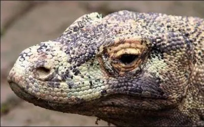 Que sont les dragons de Komodo ?