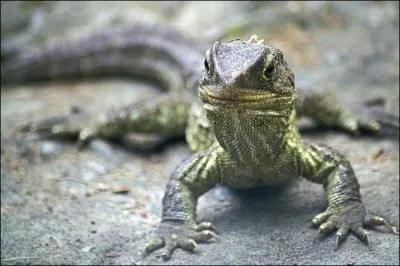 O vit le tuatara (ou sphnodon), vritable reptile prhistorique ?