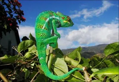 La langue du camlon mesure environ ...