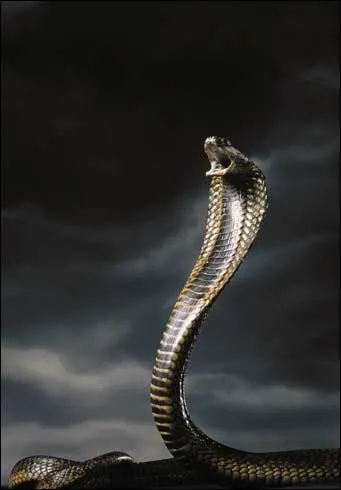 Lequel de ces serpents a une morsure mortelle ?