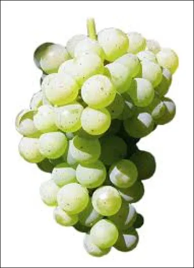 Quel cépage blanc alsacien est le plus ancien cépage cultivé dans la région ?