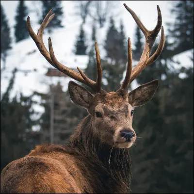 Bambi devient un cerf majestueux, roi de la forêt. Et...