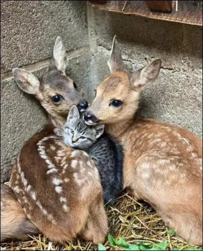 Comment est son pelage ?