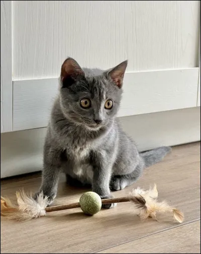 Quelles sont ses origines ?