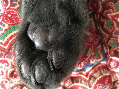 Et où a-t-il été élevé ?