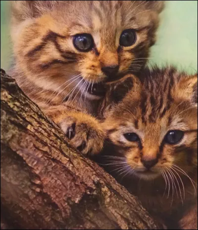 Quest-ce que les humains aimaient tant chez les Chartreux dans le Moyen Âge ?