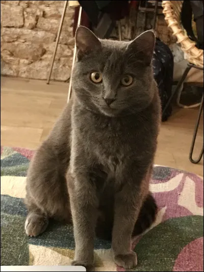 Quand cette race a-t-elle failli disparaître ?