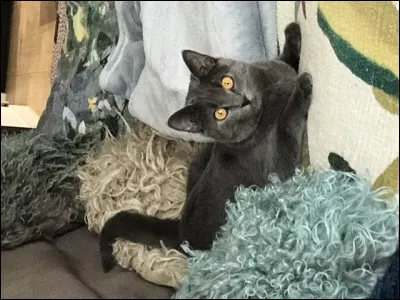 Quel est le principal caractère du Chartreux ?