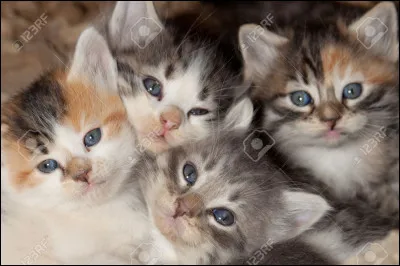 Combien y a-t-il de chats sur cette image ?