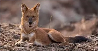 Quel est le nom de ce canidé vivant en Asie ?