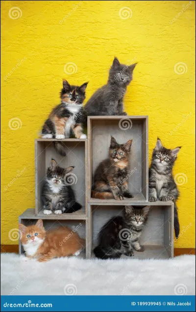 Ton lieutenant est mort ; quel genre de chat choisis-tu pour le remplacer ?