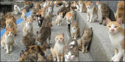 Quel chat pr&eacute;f&egrave;res-tu ?