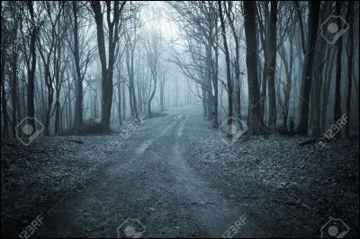 Si tu te retrouvais dans cette forêt sombre, que ferais-tu ?