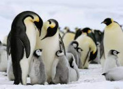 Quiz Pingouins et manchots