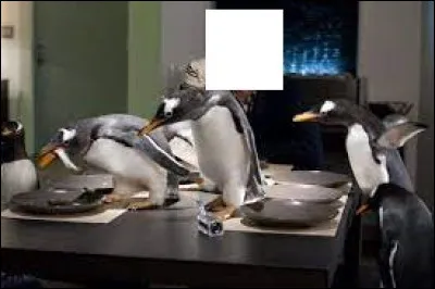 Quel acteur incarne Mr Popper dans le film ''M. Popper et ses pingouins'' sorti en 2011 ?