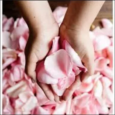 Combien faut-il de pétales pour convecoir un litre de parfum de rose ?