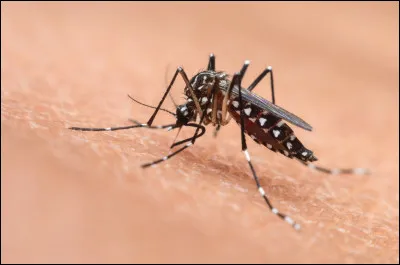 Pourquoi les piqûres de moustique grattent-elles ?