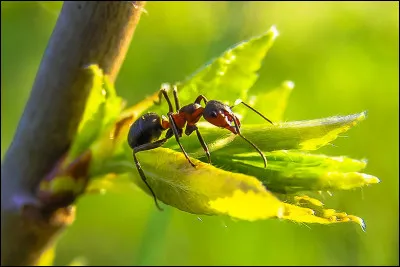 Pourquoi a-t-on des fourmis dans les jambes ?