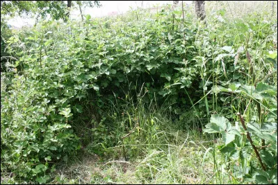 Tu viens juste de sortir de la pouponnière. Que veux-tu faire en premier ?