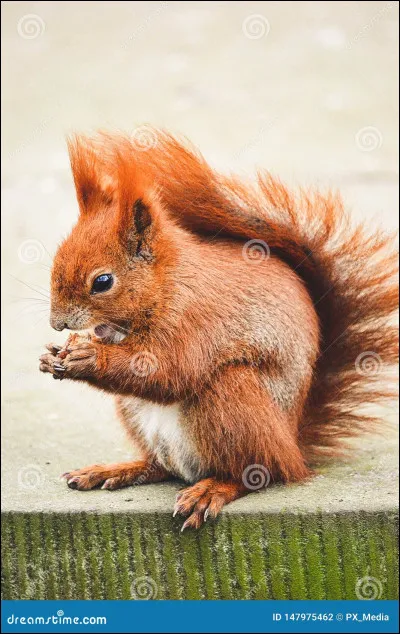 Quelle est la proie que tu veux attraper en premier ?