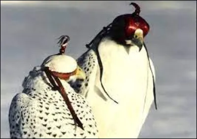 En fauconnerie, comment appelle-t-on la coiffe de cuir qui recouvre la tête et les yeux des rapaces dressés ?