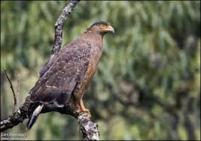Sur quelle île vit le firasabé ?