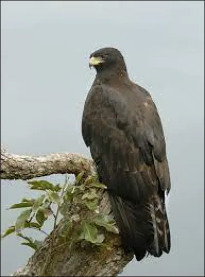Qui chante ''L'Aigle noir'' en 1970 ?