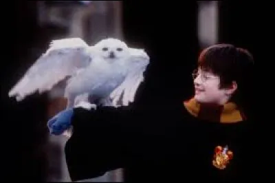 Quel est le prénom de la chouette de Harry Potter ?
