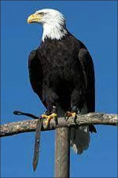 Quel rapace est le symbole des États-Unis ?