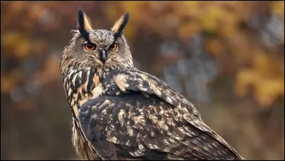 Quel nom désigne à la fois un échassier et la coiffe des plumes du grand-duc ?