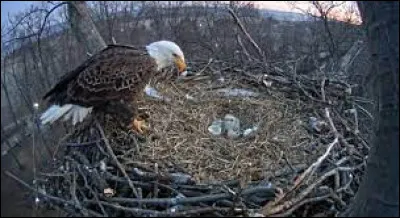 Quel est le nom du nid d'un aigle ?