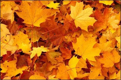 Quelle saison suit l'automne ?