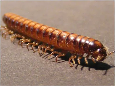 Quel est le nom de cette animal au corps allongé et segmenté avec de nombreux membres inférieurs ?