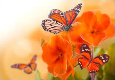 Quelle île a pour surnom "L'île du papillon" à cause de sa forme ?