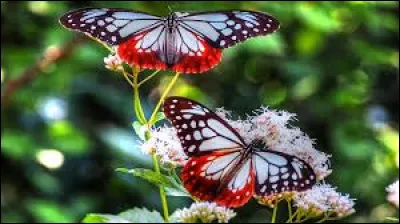 Qui a interprété la chanson "L'effet papillon" en 2008 ?