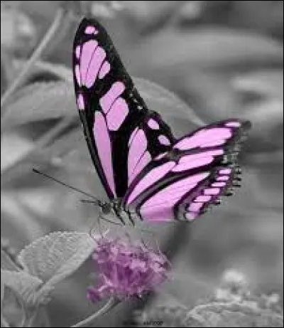 Quelle est la traduction du mot "papillon" en anglais ?