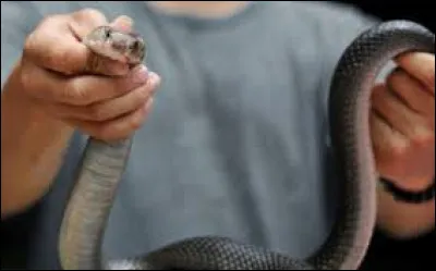 Allez avouez que vous en rêvez, vous vous en léchez les babines, un coeur encore palpitant dans votre assiette !