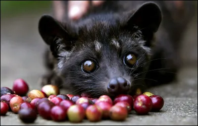 Il est temps de faire une pause, un petit café nous ferait plus grand bien, celui-ci n'est pas donné mais il paraît que c'est un régal de gourmet, alors pourquoi s'en priver ?