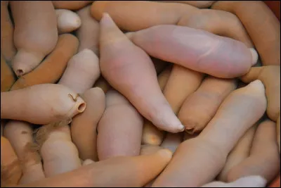 Ce truc bizarre est un ver marin, urechis unicinctus se cuisine, mais si mais si ... Pourtant son nom usuel ne comporte pas le mot ver !